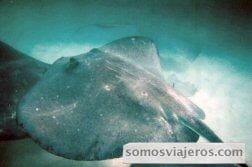 fotografía de una manta marina sobre un fondo arenoso