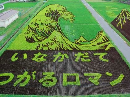 Arte en campos de arroz