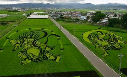 Arte en campos de arroz
