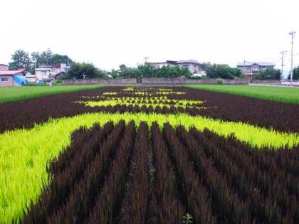 Arte de arroz de cerca