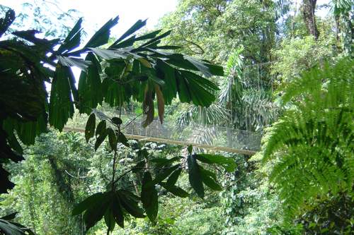 20090912_volar sobre la selva 3 20090912_volar sobre la selva 3