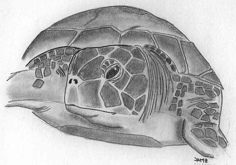 Dibujo a lápiz de una tortuga en Tortuguero