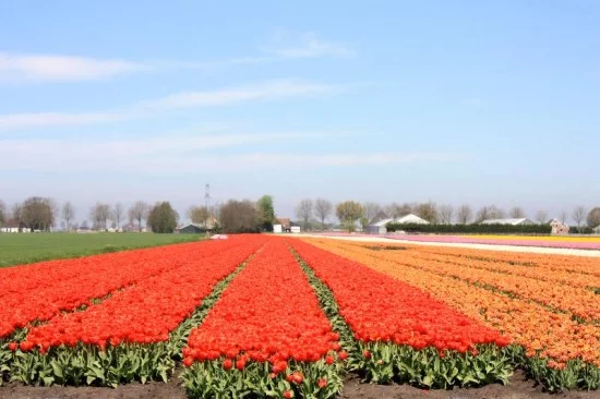 Entre campos de tulipanes en Holanda