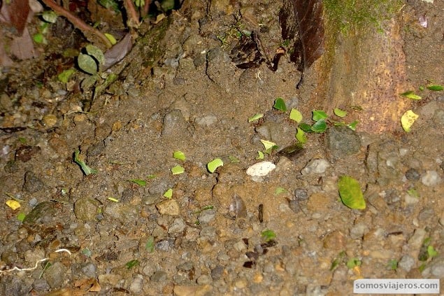 trozos de hojas en costa rica y hormigas
