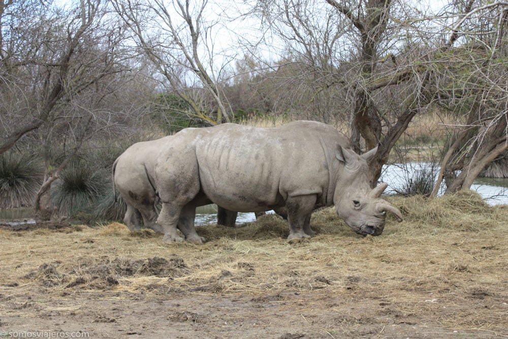 rinocerontes en la reserva africana de Sigean