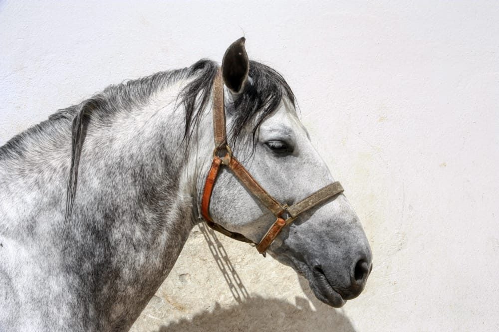 caballo en la Real Escuela del Arte Ecuestre en Jerez