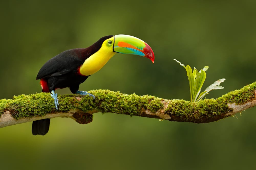 Un pájaro de colores vistosos en Costa Rica
